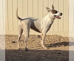 Small Photo #3 American Pit Bull Terrier-Unknown Mix Puppy For Sale in Corning, AR, USA