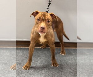 American Pit Bull Terrier Dogs for adoption in Batavia, NY, USA