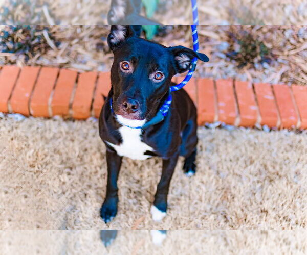 Medium Photo #4 American Staffordshire Terrier-Boston Terrier Mix Puppy For Sale in OKLAHOMA CITY, OK, USA