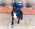 Small #3 American Staffordshire Terrier-Boston Terrier Mix