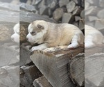 Puppy Frosty Siberian Husky