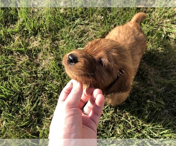 Medium Photo #11 Golden Retriever Puppy For Sale in WAYNESVILLE, MO, USA