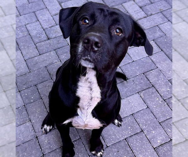Medium Photo #2 Labrador Retriever Puppy For Sale in Tavares, FL, USA