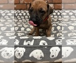 Small #2 Rhodesian Ridgeback