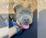 Small #9 American Pit Bull Terrier