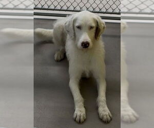 Mutt Dogs for adoption in Temple, TX, USA