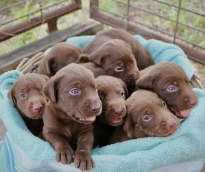 Labrador Retriever Puppy for sale in SAN ANTONIO, TX, USA