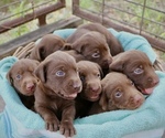 Image preview for Ad Listing. Nickname: Litter of 7