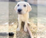 Small Labrador Retriever Mix
