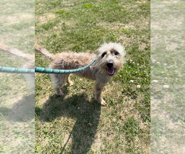 Medium Photo #2 Mutt Puppy For Sale in Pierceton , IN, USA