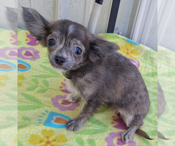 Medium Photo #3 Chihuahua Puppy For Sale in Mountain View, MO, USA
