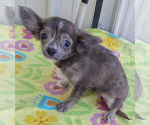 Chip - Male Chihuahua Dog for Adoption - Photo #3