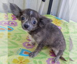 Small Photo #3 Chihuahua Puppy For Sale in Mountain View, MO, USA