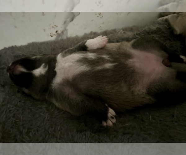 Medium Photo #16 Pomsky Puppy For Sale in LOVELAND, CO, USA