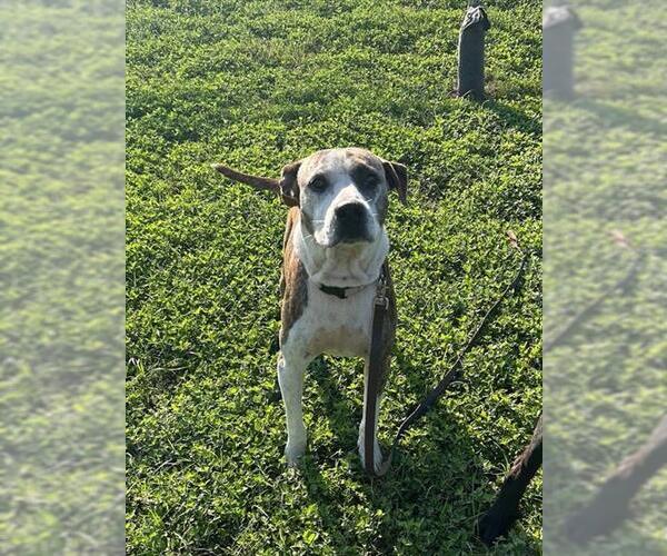 Medium Photo #2 Catahoula Leopard Dog-Unknown Mix Puppy For Sale in Ocala, FL, USA