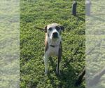 Small #1 Catahoula Leopard Dog Mix