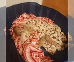 Litter of 5 - Male(s) and Female(s) GoldendoodleLitter of Puppies for Sale - Photo #14