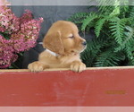 Kim - Female Golden Retriever Puppy for Sale - Photo #3