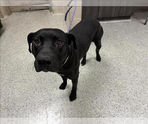 Labrador Retriever-Unknown Mix Dogs for adoption in Conroe, TX, USA