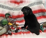 Small Photo #4 Labrador Retriever Puppy For Sale in MERIDEN, KS, USA