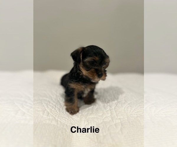 Medium Photo #7 YorkiePoo Puppy For Sale in COVINA, CA, USA