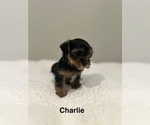 Small #1 YorkiePoo