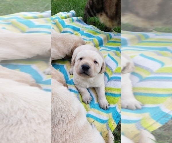 Medium Photo #11 Labrador Retriever Puppy For Sale in OLYMPIA, WA, USA