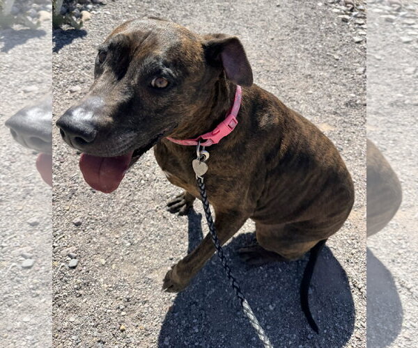 Medium Photo #9 Boxer-Unknown Mix Puppy For Sale in Williamsburg, NM, USA