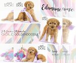 Small Photo #2 Goldendoodle Puppy For Sale in SPRING BRANCH, TX, USA