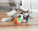 Small Photo #2 Pomsky Puppy For Sale in KANSAS CITY, MO, USA