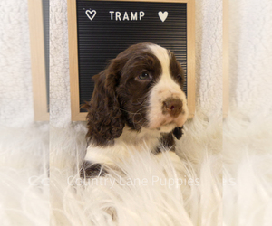 English Springer Spaniel Puppy for sale in FAIRBANK, IA, USA