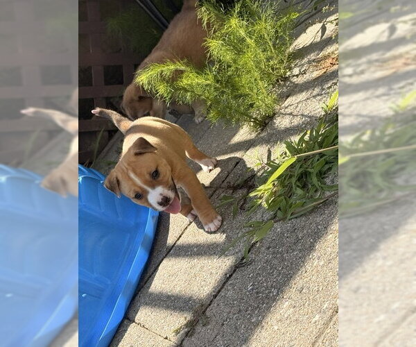 Medium Photo #2 Mutt Puppy For Sale in Holly Springs, NC, USA