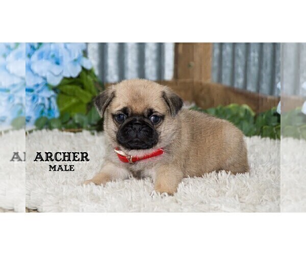 Medium Photo #7 Pug Puppy For Sale in CLARE, MI, USA