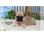Small #6 Pug