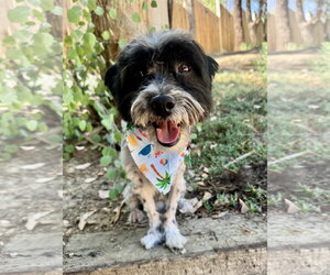 Asher - Male Maltese-Unknown Mix Dog for Adoption - Photo #2