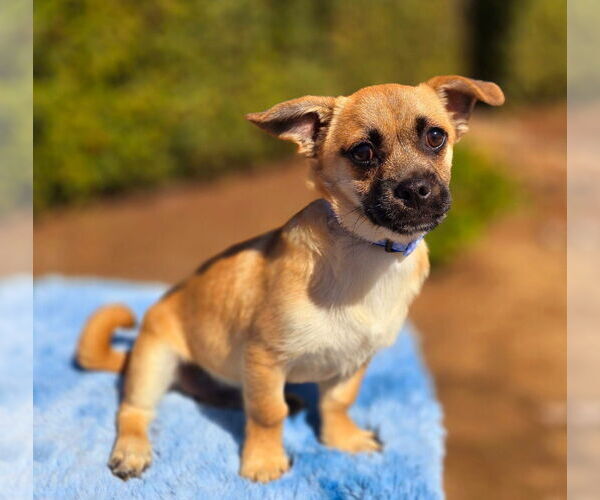 Medium Photo #3 Pug-A-Poo Puppy For Sale in W Hollywood, CA, USA