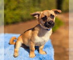 Small #2 Pug-A-Poo