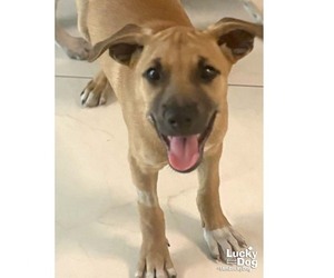 Labrador Retriever-Retriever  Mix Dogs for adoption in Washington, DC, USA