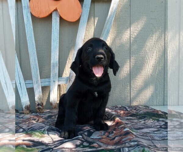 Medium Photo #1 Labradoodle Puppy For Sale in CANAJOHARIE, NY, USA