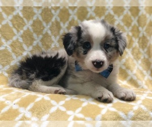 Australian Shepherd Puppy for sale in LAKELAND, FL, USA