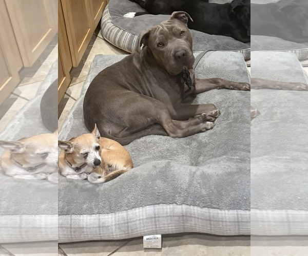 Medium Photo #3 American Pit Bull Terrier-Unknown Mix Puppy For Sale in La Verne, CA, USA