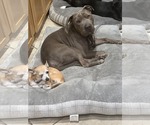 Small #2 American Pit Bull Terrier Mix