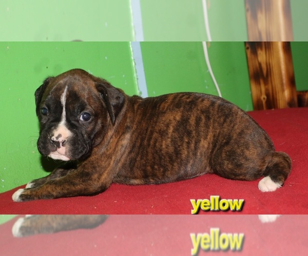 Medium Photo #1 Boxer Puppy For Sale in HOPKINS, MI, USA
