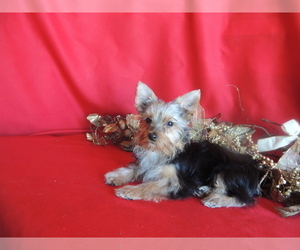 Yorkshire Terrier Puppy for sale in BERWICK, IL, USA