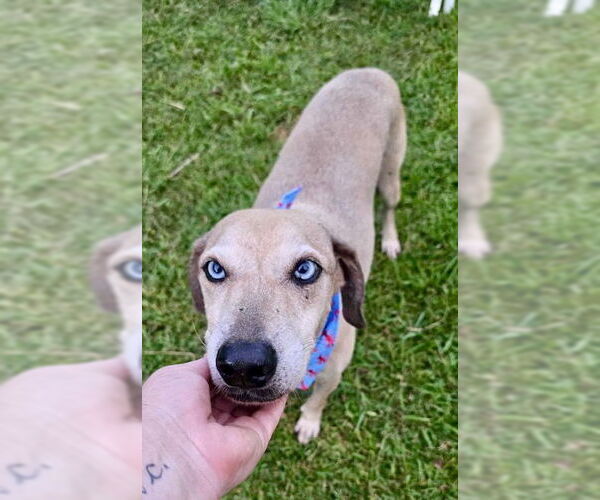 Medium Photo #2 Mutt Puppy For Sale in Oakhurst, NJ, USA