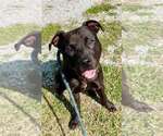 Small Photo #2 Mutt Puppy For Sale in Abbeville, LA, USA