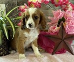 Small #2 Cavapoo