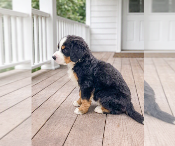 Medium Photo #3 Bernese Mountain Dog Puppy For Sale in DUNDEE, OH, USA