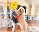 Small #2 Great Pyrenees