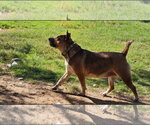 Small #3 Mutt
